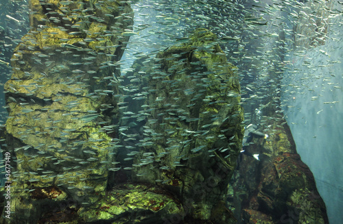 full of fishes swimming