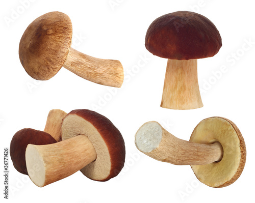 set of fresh mushrooms