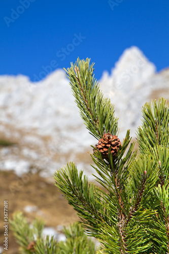 Bergkiefer, Latschenkiefer (Pinus mugo) photo