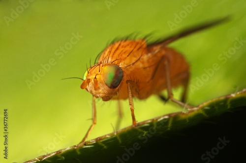 insect fly macro on leaf