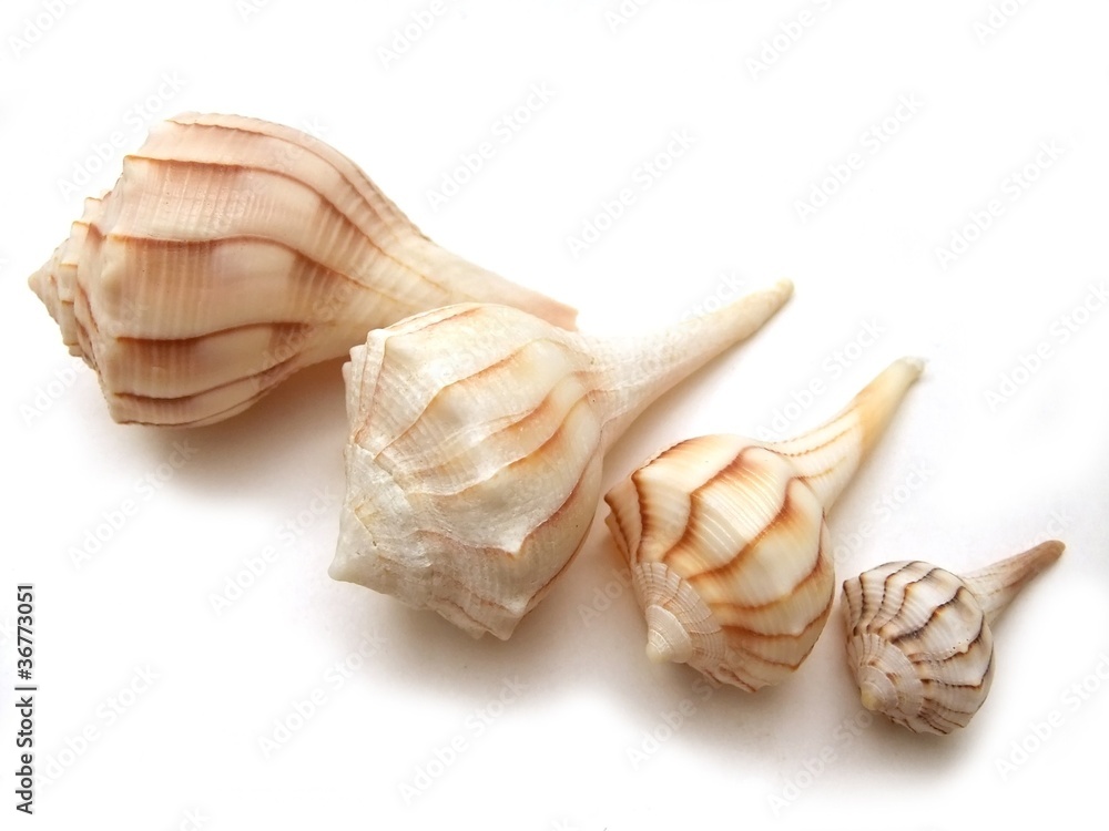 Naklejka premium Seashells lightning whelks