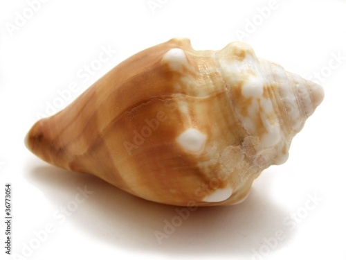 Seashell Florida fighting conch
