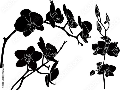 Orchids flowers isolated