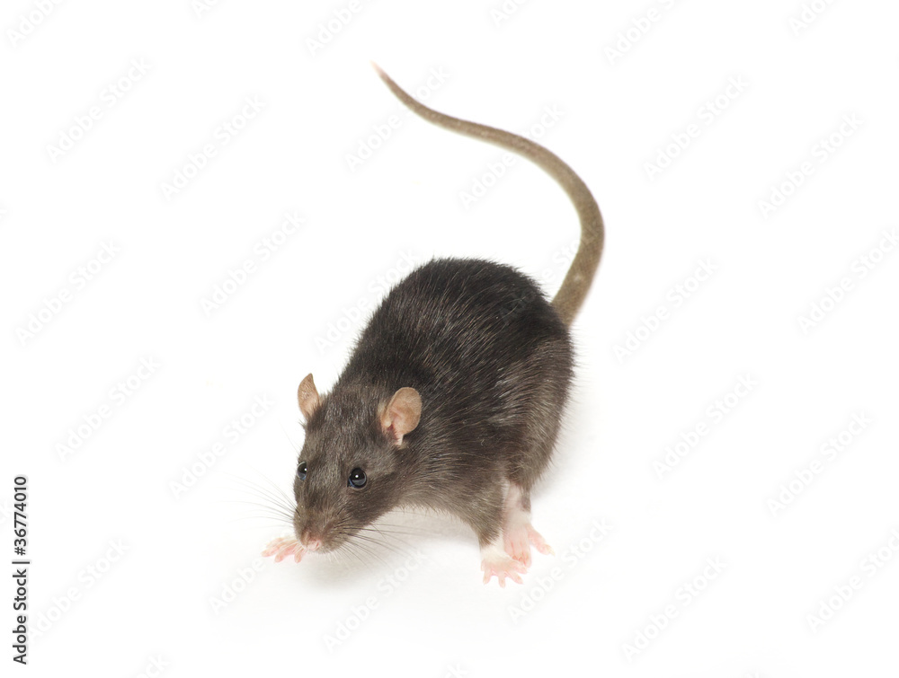rat rat