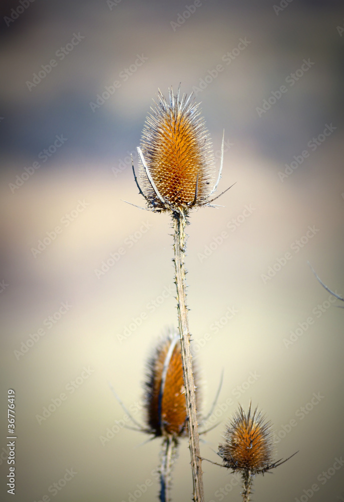 Thistle in autumn