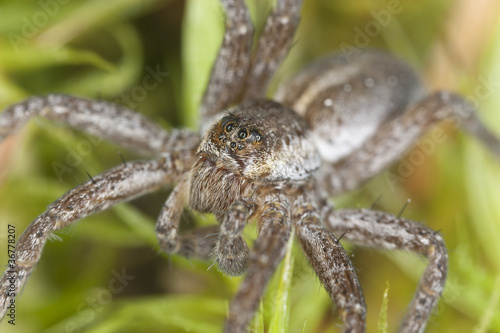 Wolf spider (Lycosidae) among vegetation, extreme close up