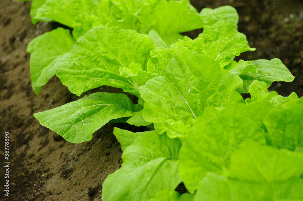 野菜の葉 野菜の葉