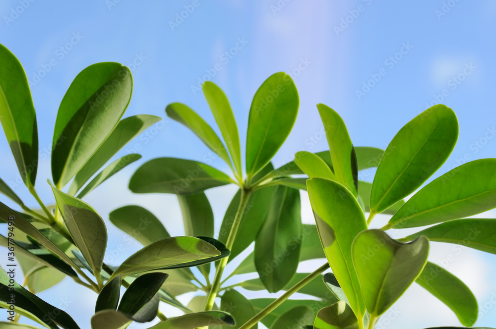 Green Leaves on Blue Sky Background Green Leaves on Blue Sky Background
