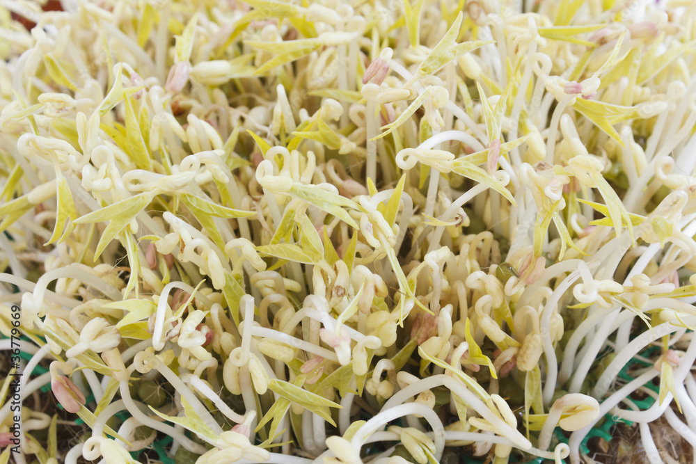 Green bean sprouts