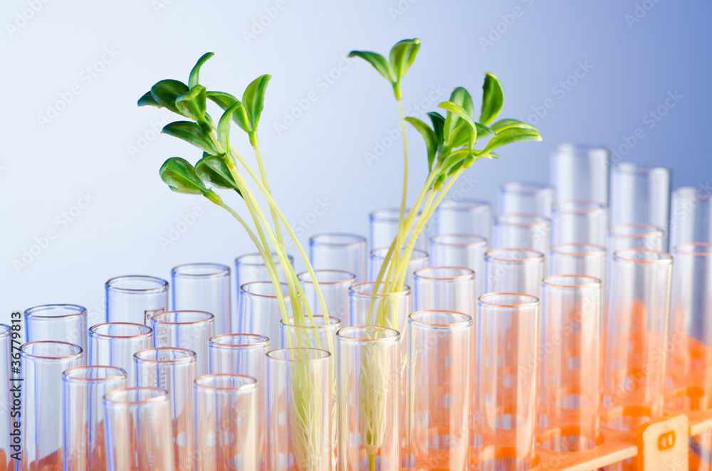 Experiment with green seedlings in the lab Experiment with green seedlings in the lab