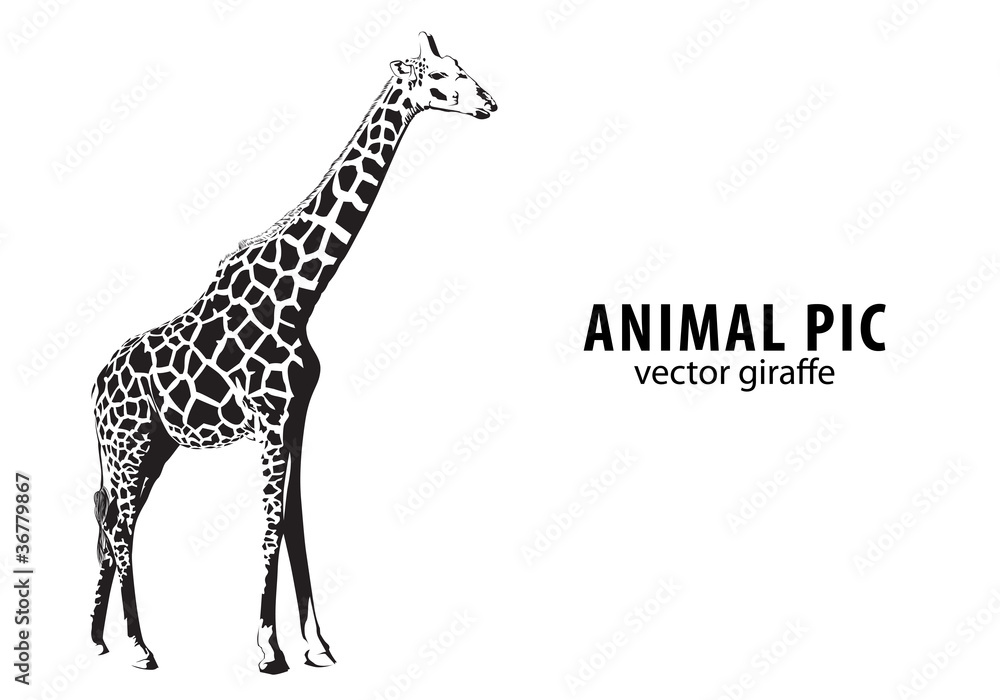 Fototapeta premium Vector giraffe