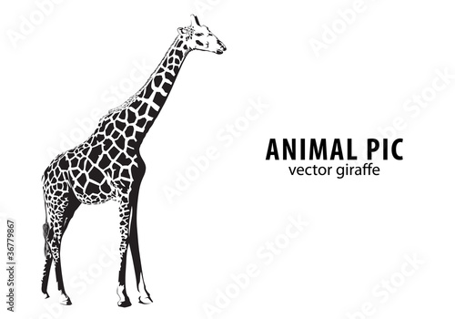 Vector giraffe