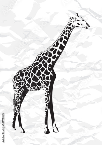 Vector giraffe