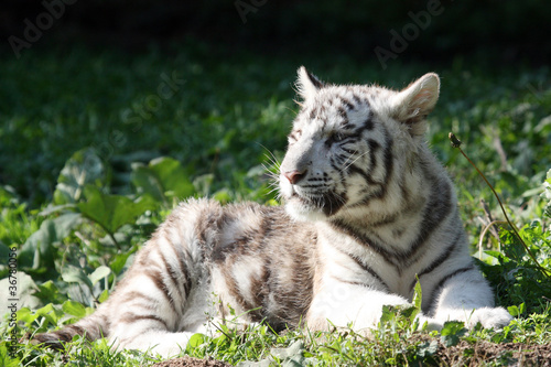 Tigre blanc 5 mois photo