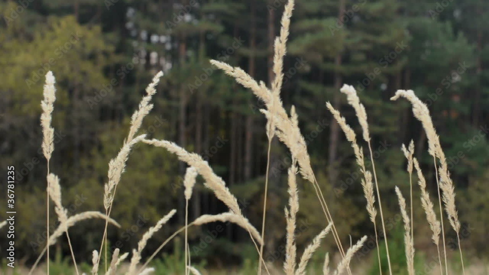 Waving yellow high grasses in the fores Waving yellow high grasses in the fores