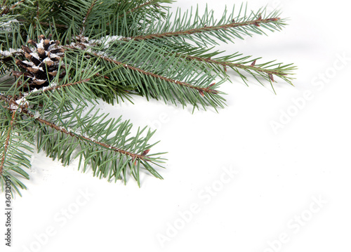 branch of Christmas tree with pine cone