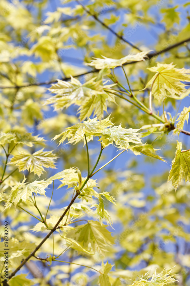 Obraz premium green leaves