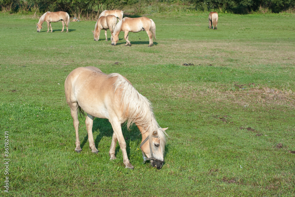 Obraz premium Grazing Horses