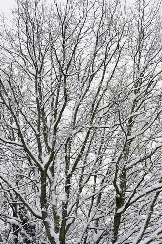trees in winter © marcovarro