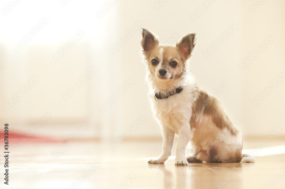 Young chihuahua puppy
