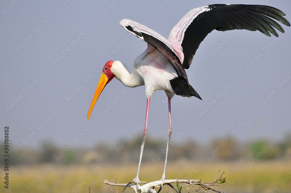 Obraz premium Nimmersatt