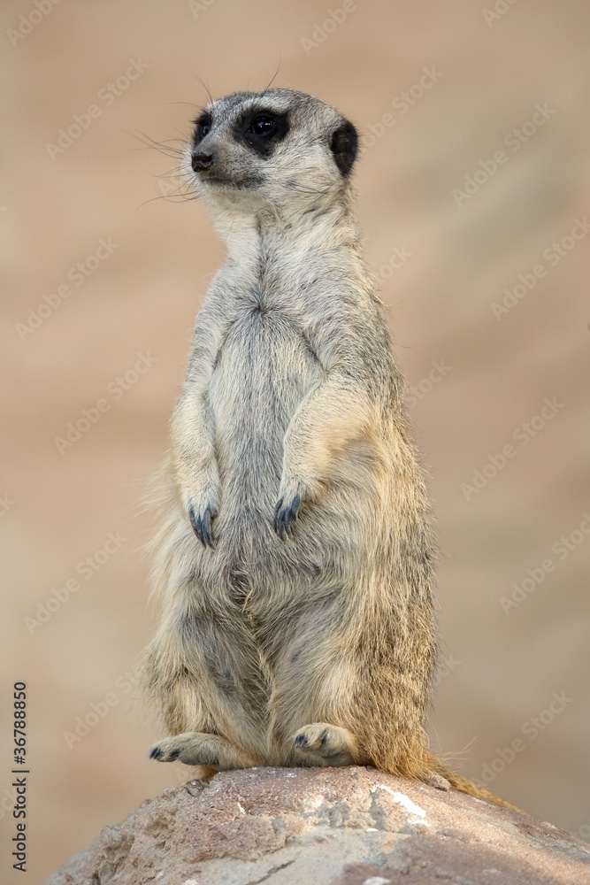 Meerkat or Suricate Meerkat or Suricate