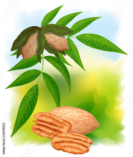 Pecan nuts with leaves.