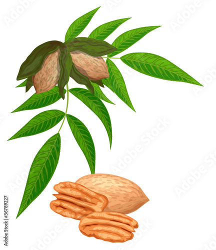Pecan nuts with leaves isolated