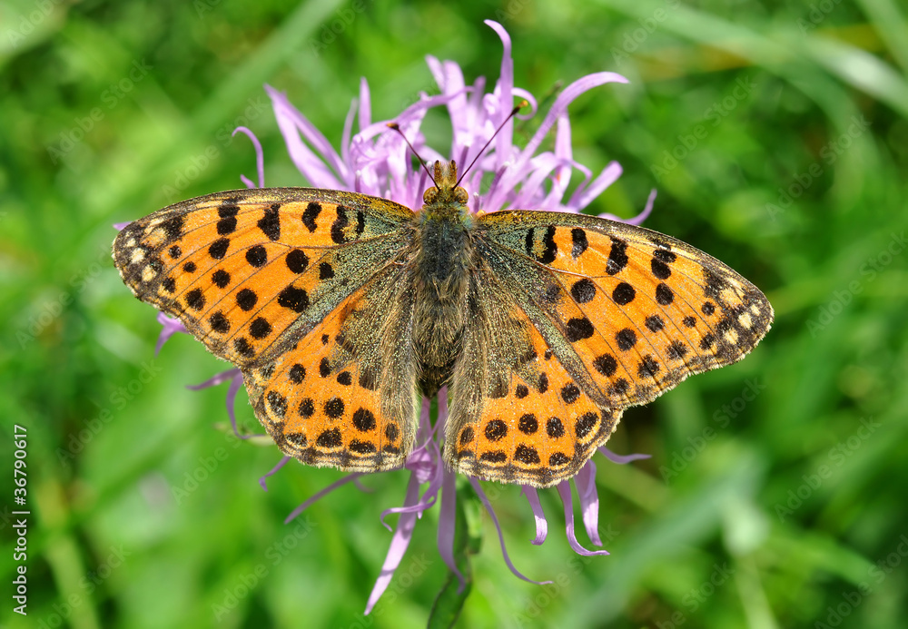 butterfly Fabriciana aglaia sitting on a flower butterfly Fabriciana aglaia sitting on a flower