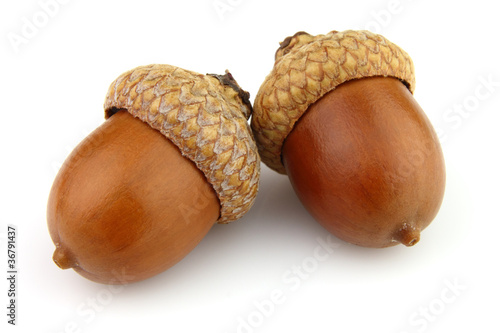 Dried acorns