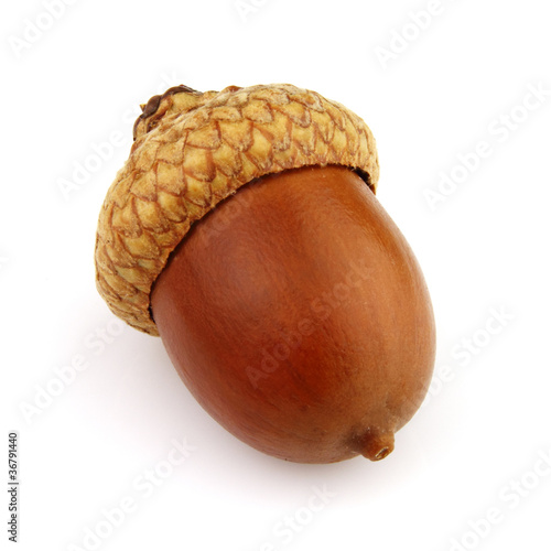 Dried acorn