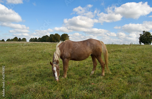 horse grazes © Perytskyy