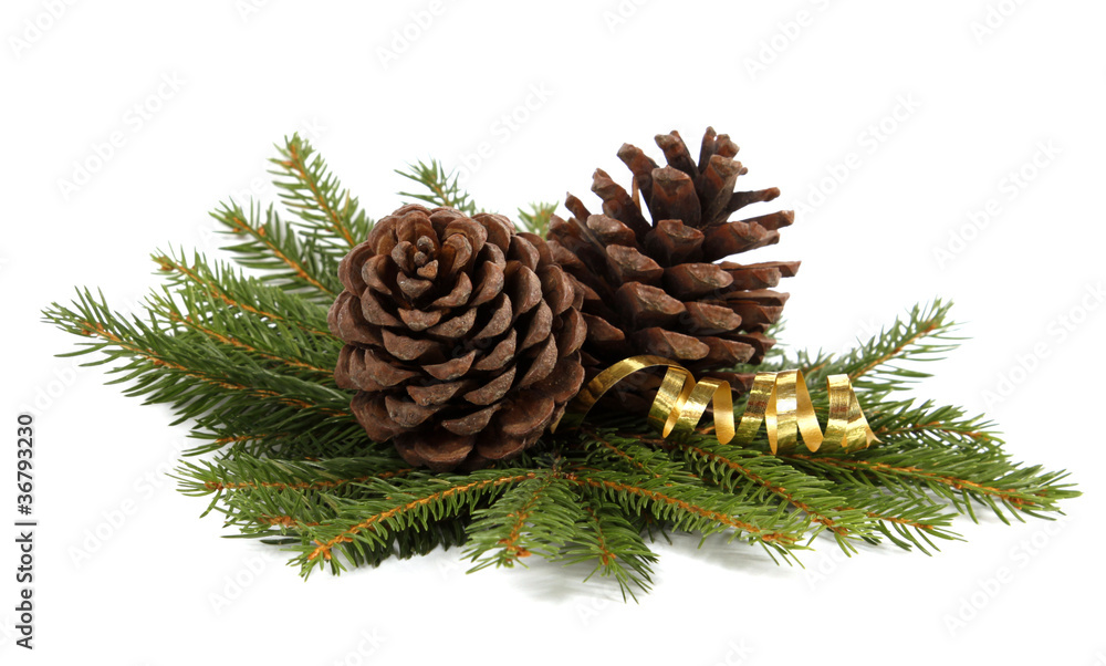 Two cones on twigs of the spruce Two cones on twigs of the spruce