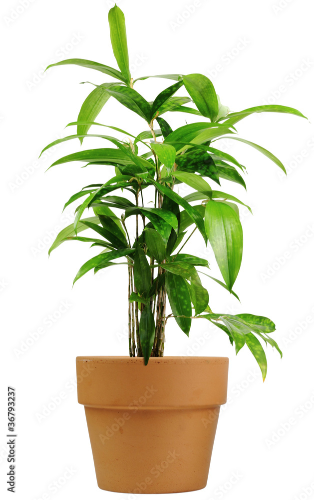 Naklejka premium Zimmerbambus im Tontopf