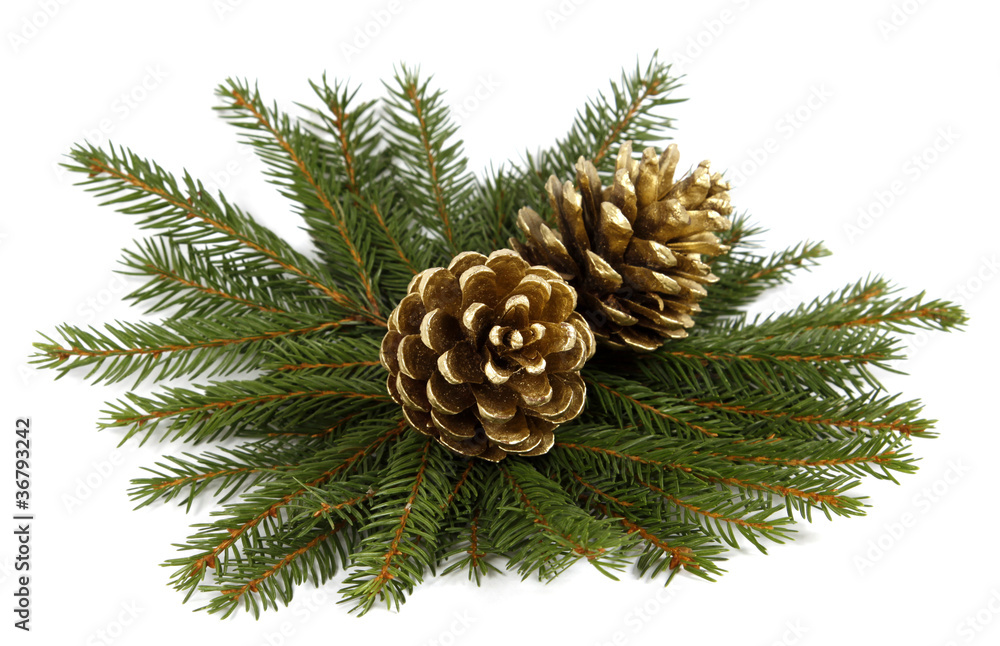 Two cones on twigs of the spruce Two cones on twigs of the spruce