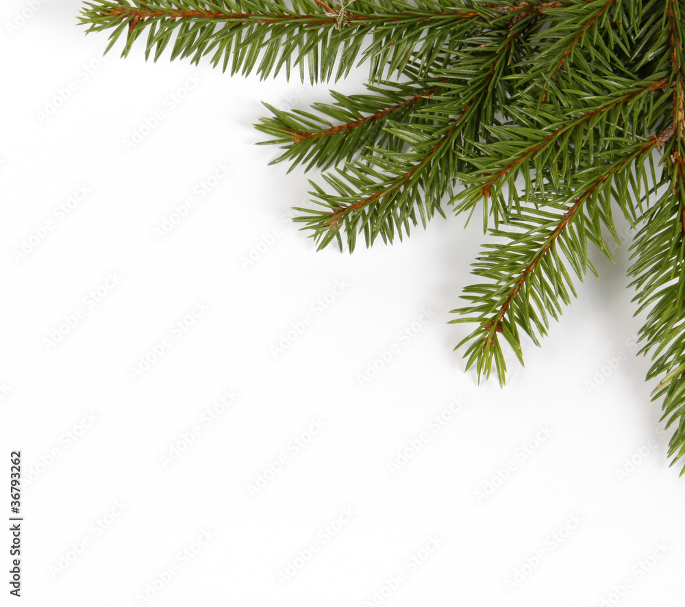 The green twigs of the spruce in the corner of the picture The green twigs of the spruce in the corner of the picture