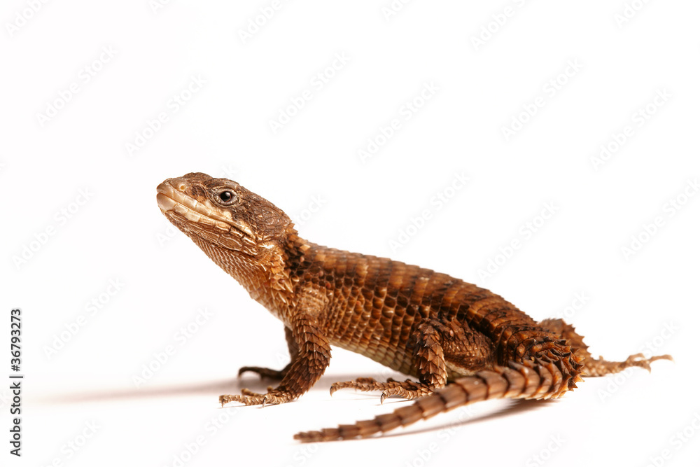 Obraz premium Eidechse Gürtelschweif Dino