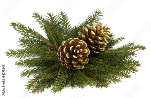 Two cones on twigs of the spruce