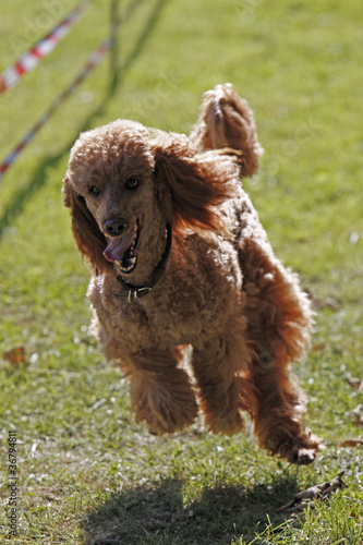 Pudel bei einem Hunderennen