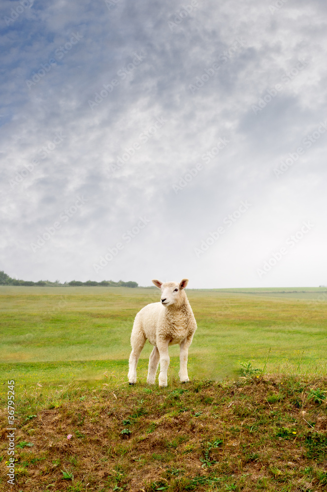 Obraz premium Lamb on a Landscape