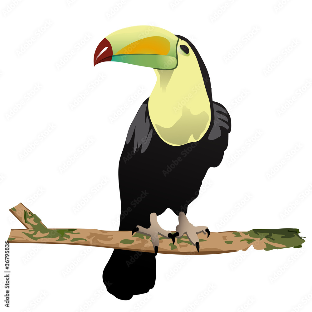 Naklejka premium tukan