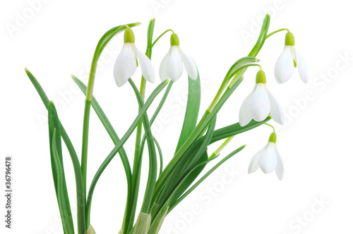 Snowdrops  Galanthus nivalis  on white background