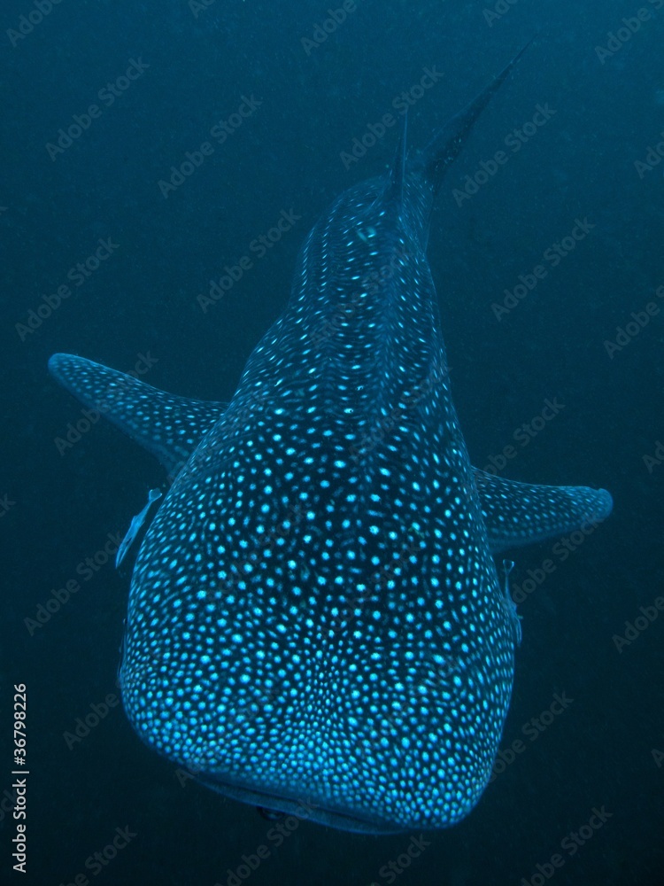 Obraz premium Whale Shark - Rhincodon typus
