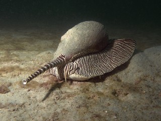 Foto auf Acrylglas Tauchen Baler Shell - Melo amphora  © diverstef