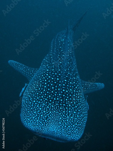 Whale Shark - Rhincodon typus #36798226