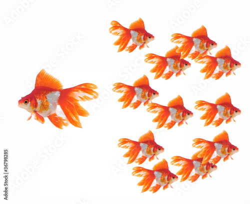large and small goldfish showing different competition