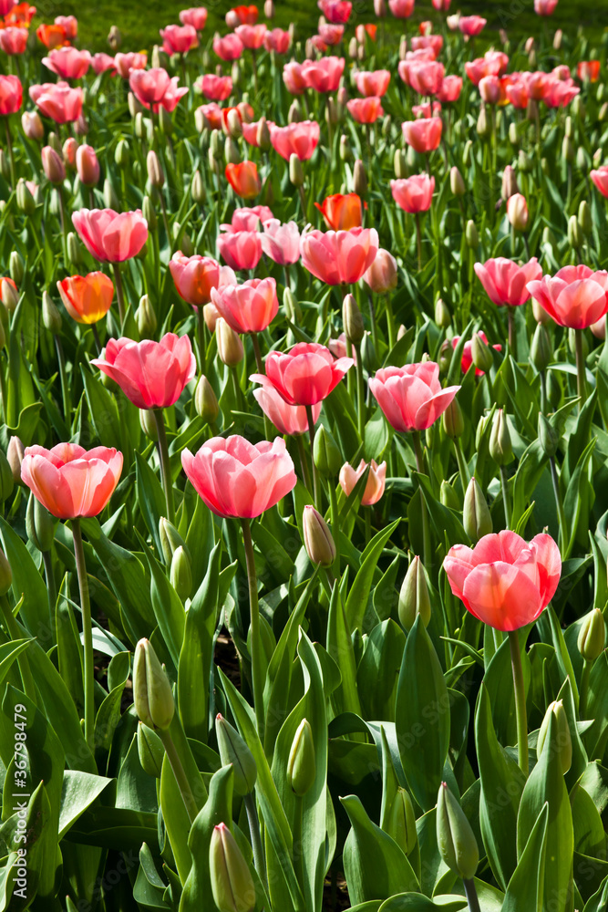 Spring tulips impregnated by the sun