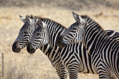 Zebras 0761