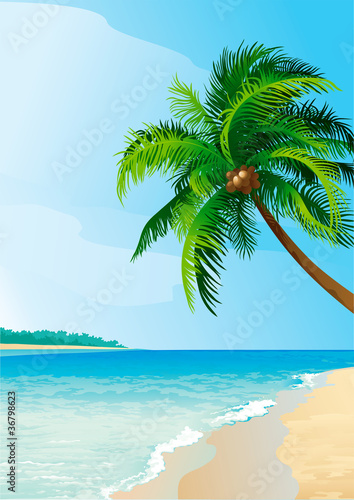 Vector of coconut palm tree on tropical beach