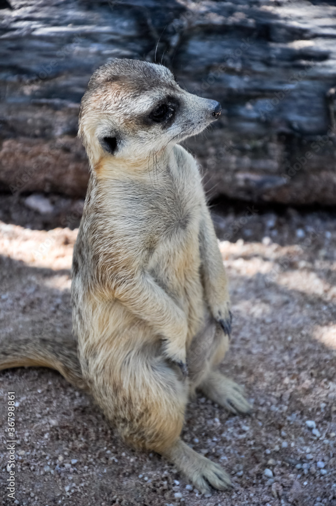 Fototapeta premium Meerkat or Suricate, in the zoo